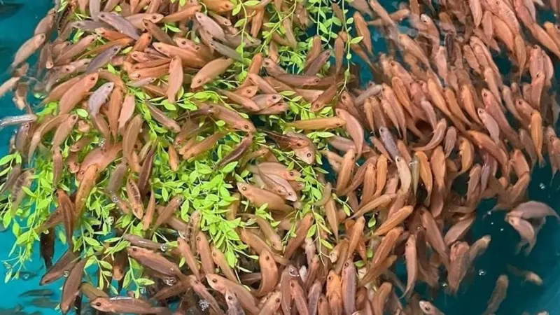 SAIC_OFS_wrasse