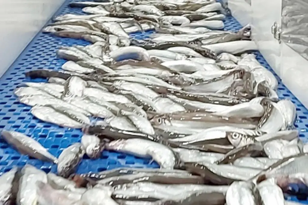 Iceland capelin