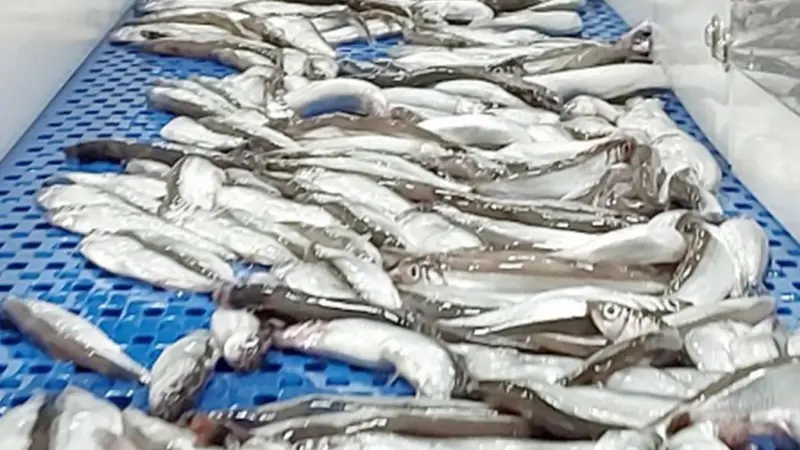 Iceland capelin