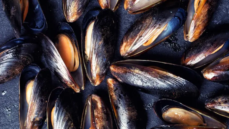 Mussels