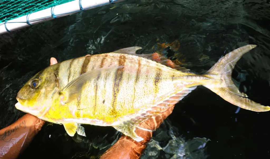 Golden trevally