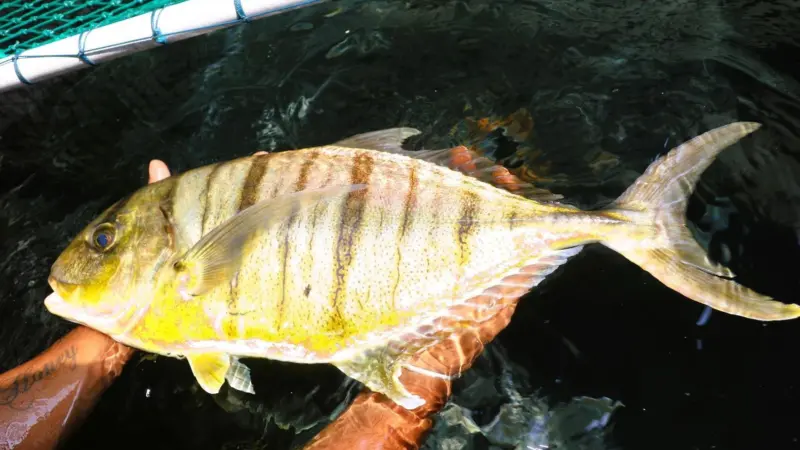 Golden trevally