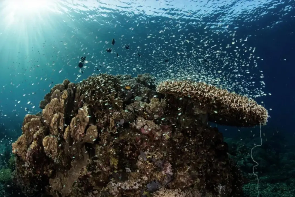 DNV Ocean Ecology