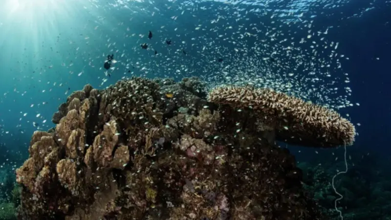 DNV Ocean Ecology