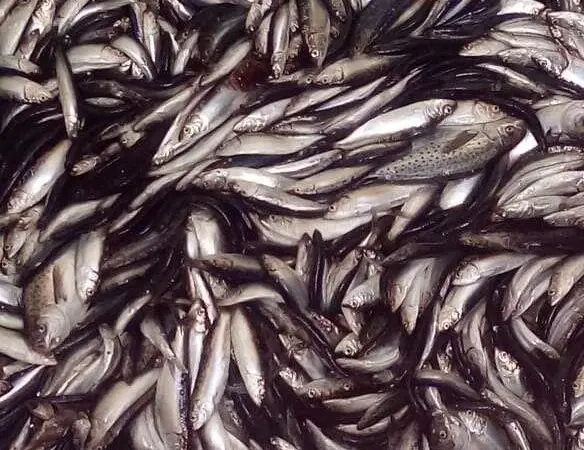 Araucanian herring