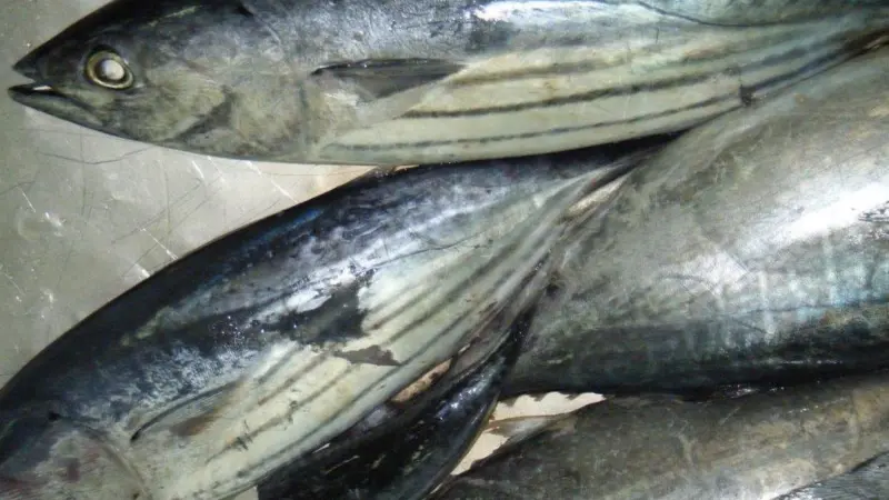 skipjack tuna