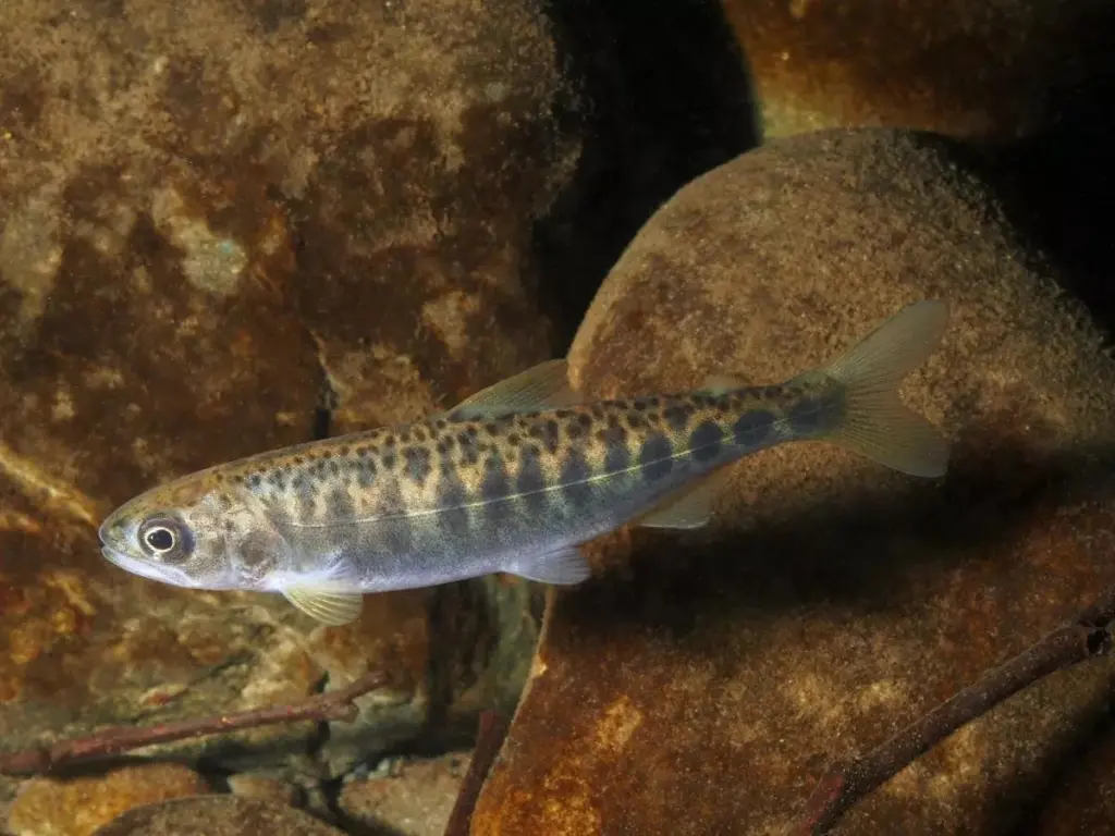 Juvenile Chinook salmon