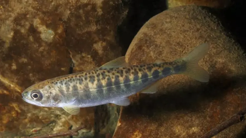 Juvenile Chinook salmon