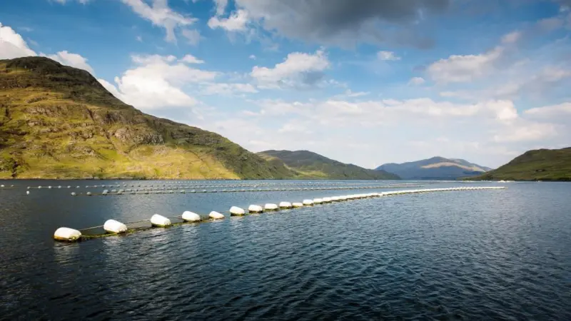 Mussel lines, Ireland