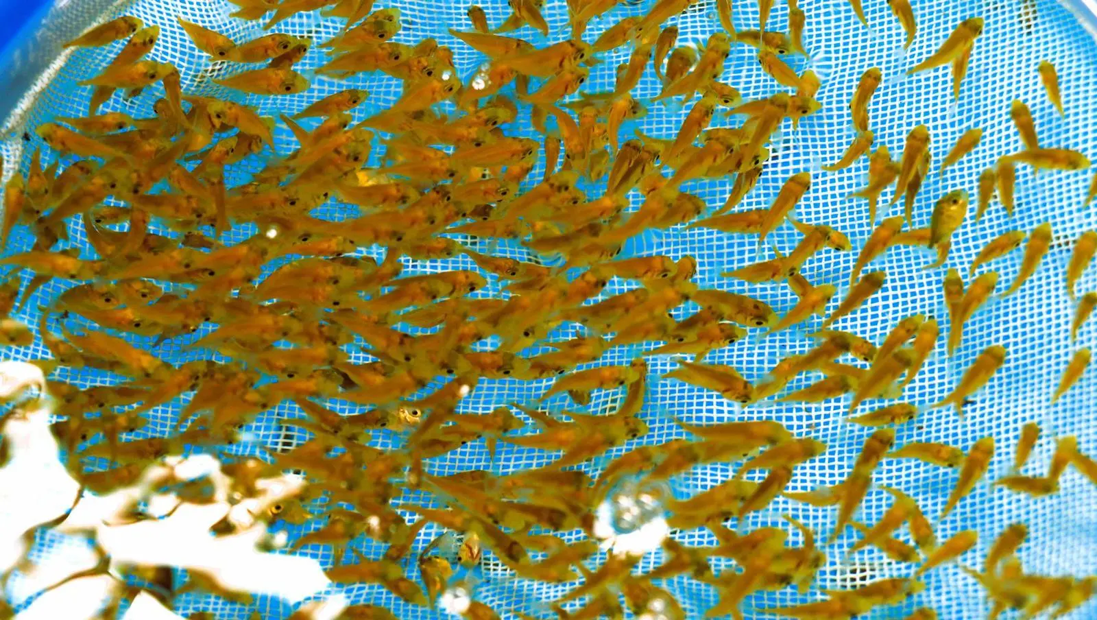Golden trevally fry