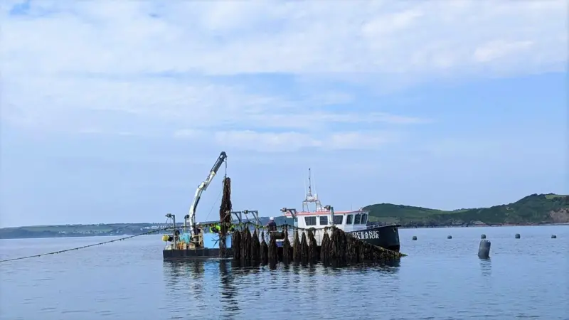Seaweed farming Cornwall