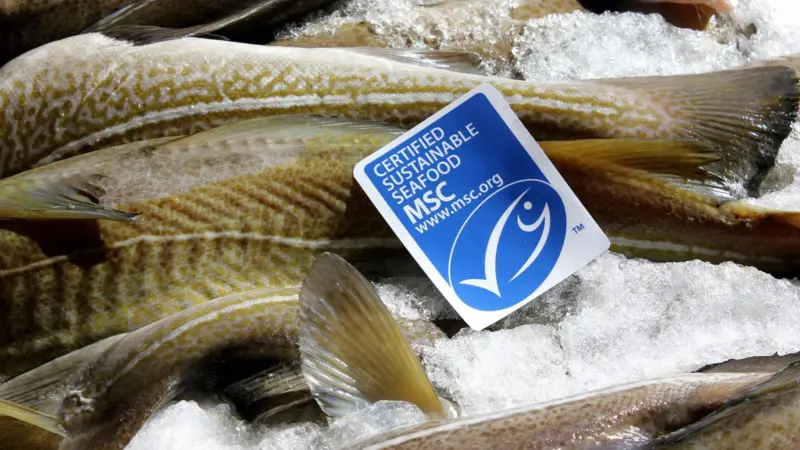 MSC whitefish
