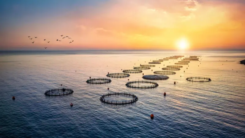 Aquaculture fish farm, Lake Victoria