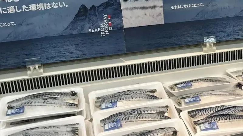 Norwegian mackerel