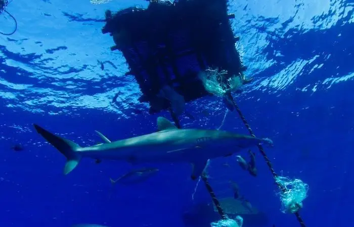 Tuna FAD