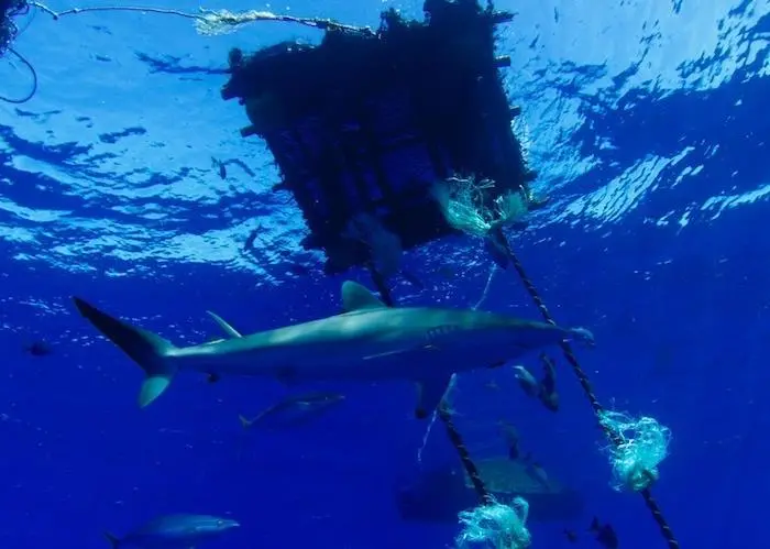 Tuna FAD