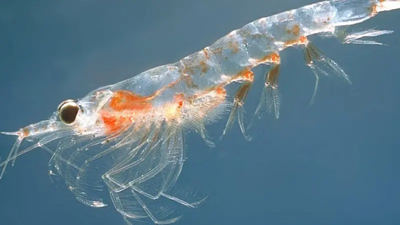 Krill