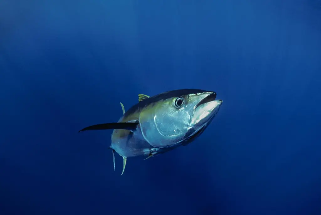 Yellowfin tuna