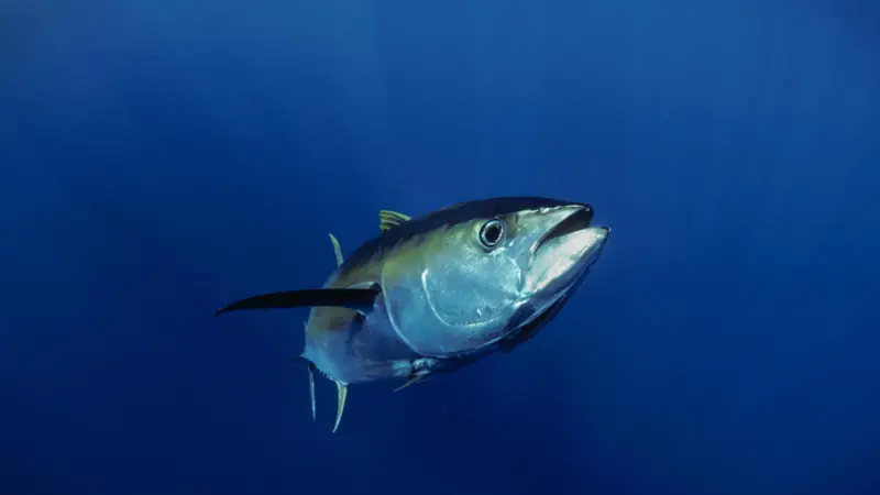 Yellowfin tuna
