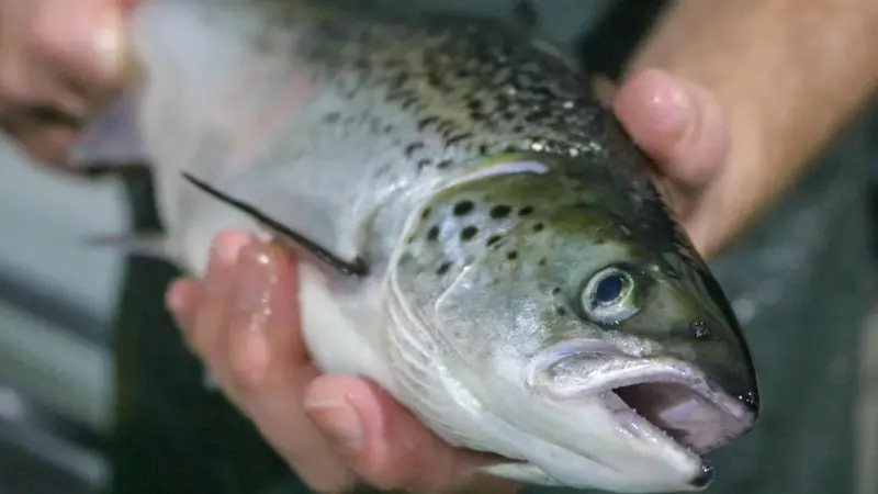 Scottish salmon