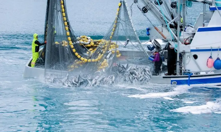 Commercial fishing in Valdez, Alaska