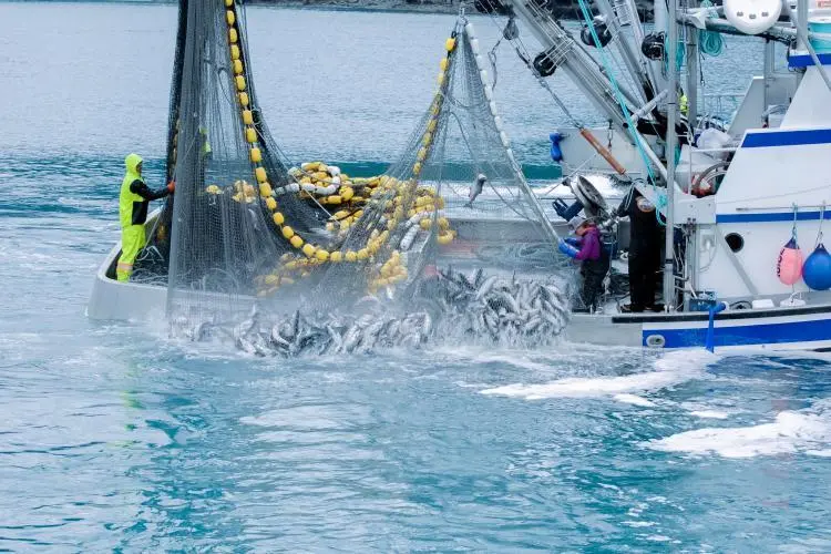 Commercial fishing in Valdez, Alaska