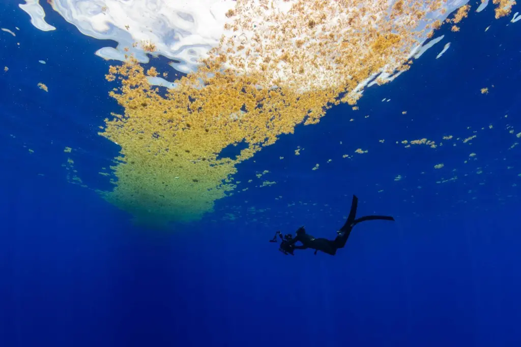 Sargasso Sea