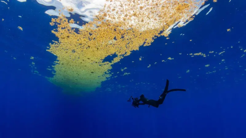 Sargasso Sea