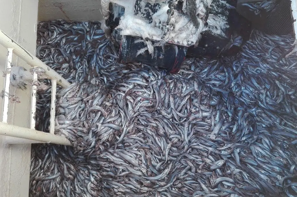 EU fisheries