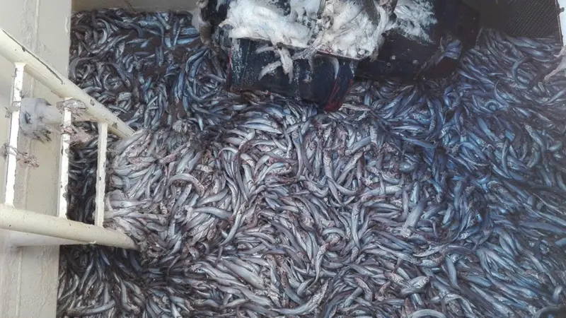 EU fisheries