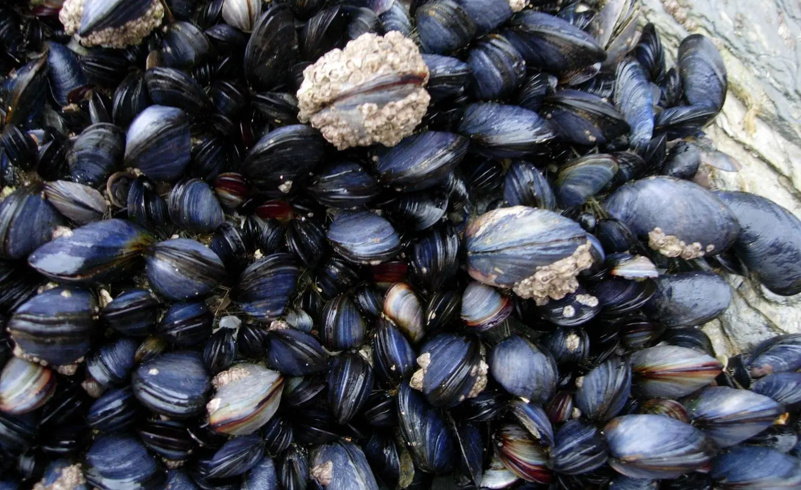 Cornish Mussels