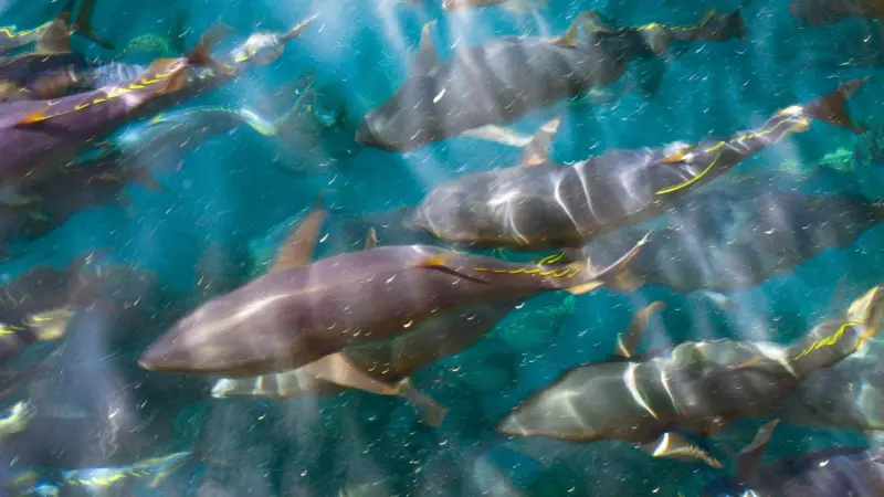 Bluefin tuna