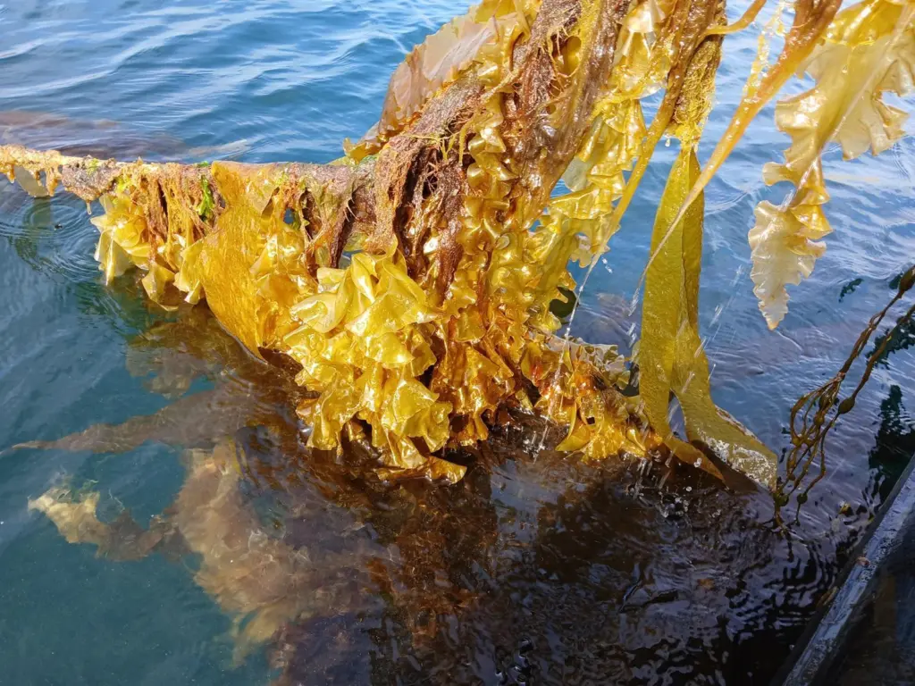 Scottish Sea Farms – seaweed, Loch Spelve