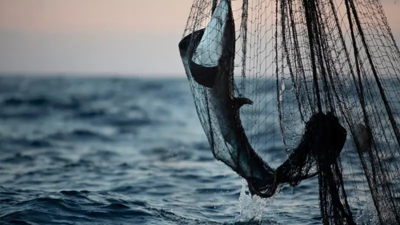 Greenpeace RFMO report