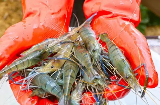 Farmed shrimp