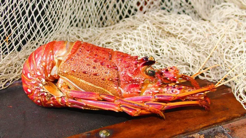 WA rock lobster