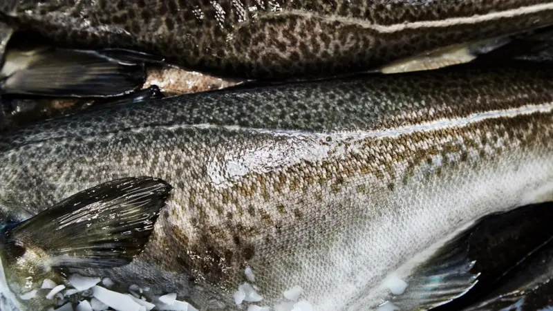 Iceland cod