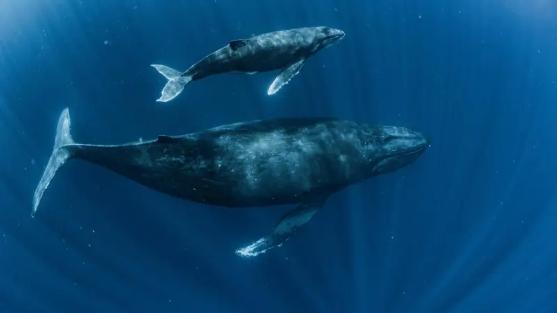 EU High Seas Treaty