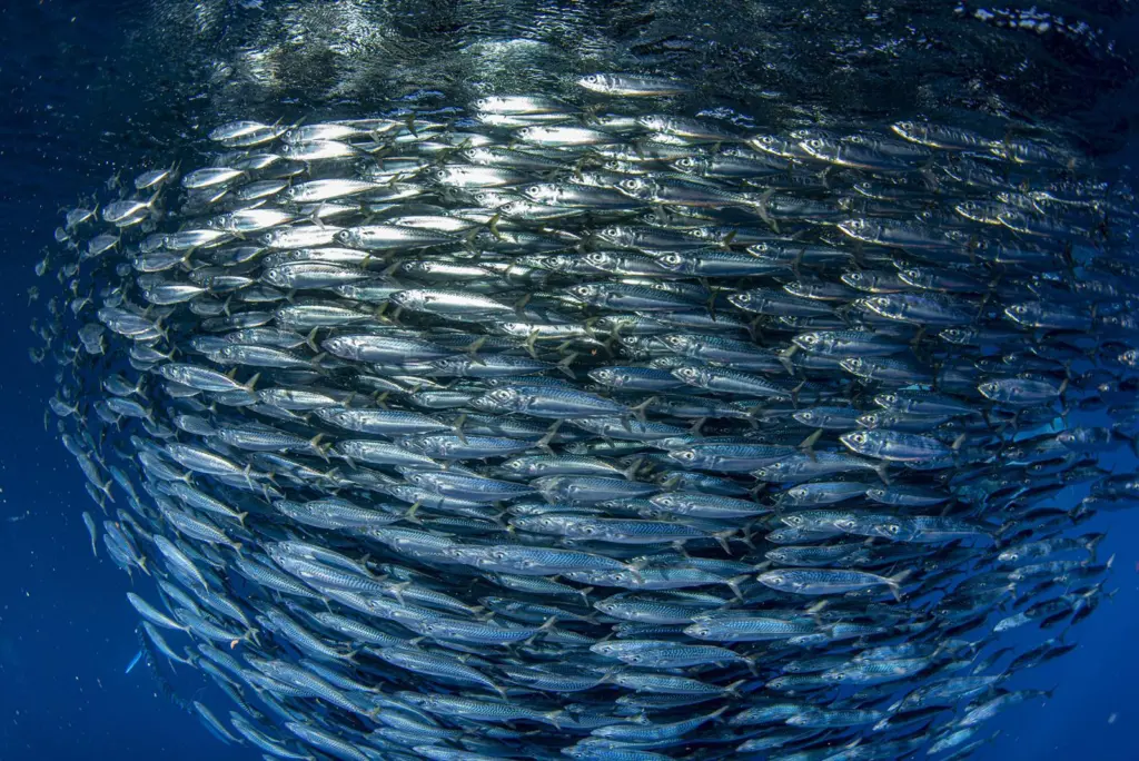 banco-de-peces