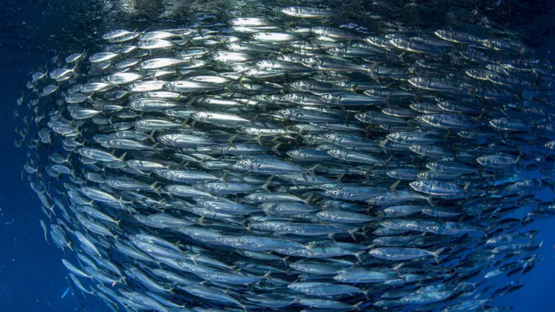 banco-de-peces