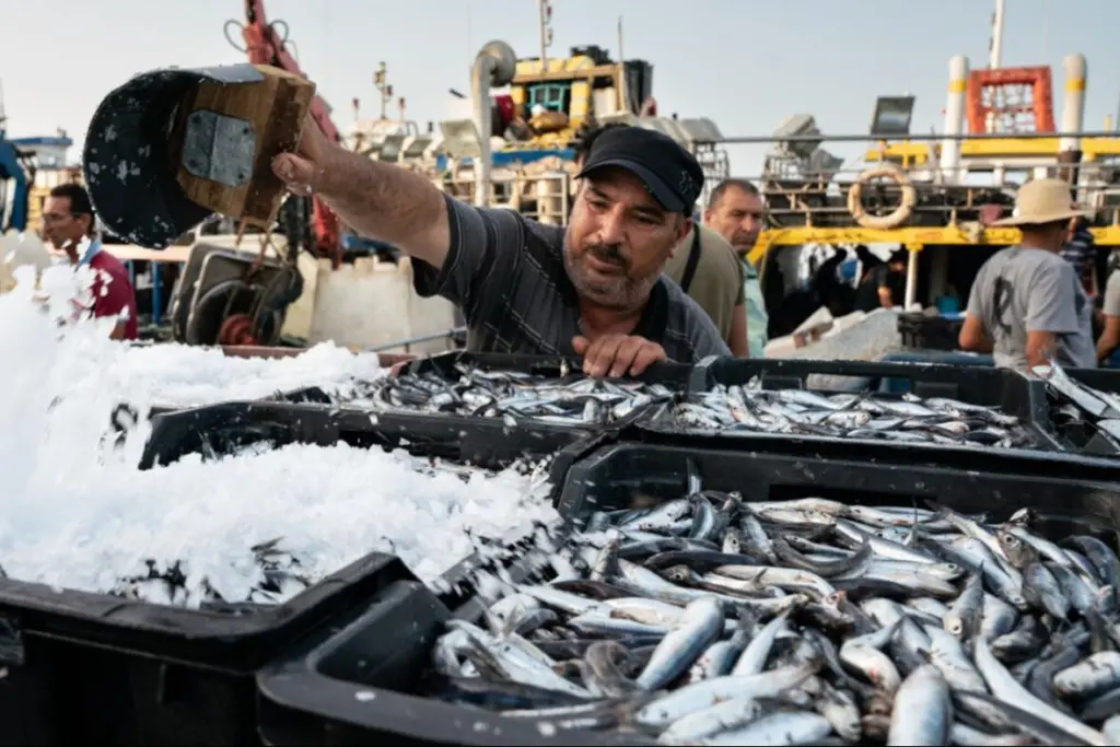 Picture shows a Black sea fisherman