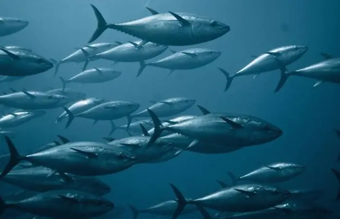 bluefin tuna