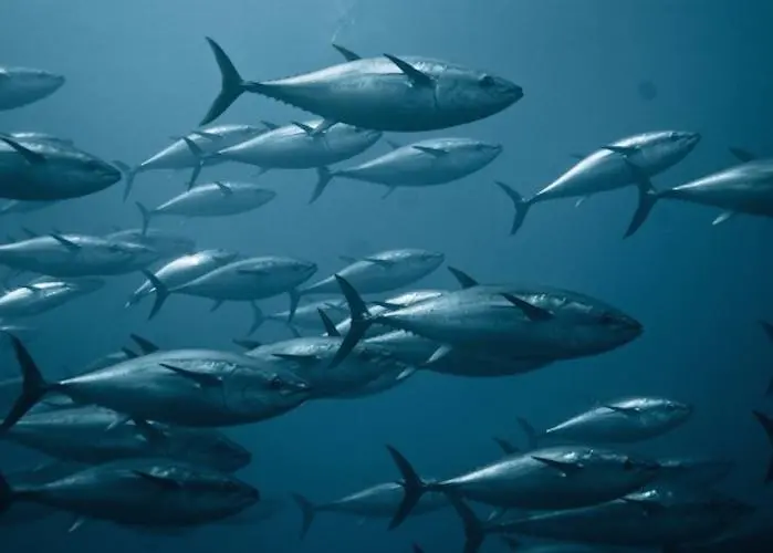 bluefin tuna