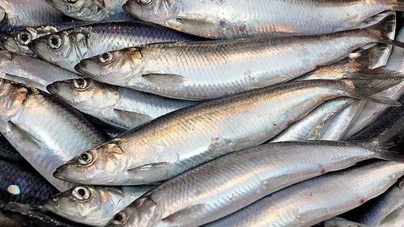North Sea herring