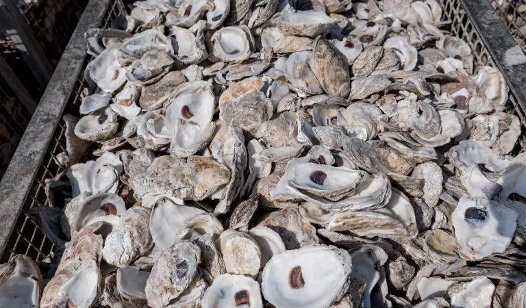 oyster
