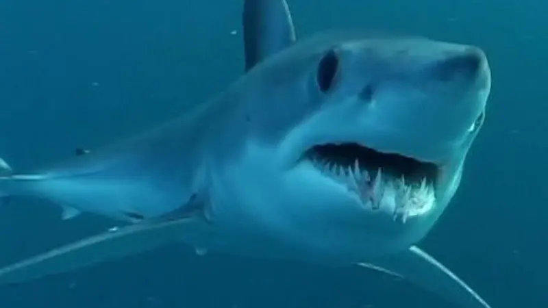 Shortfin mako shark