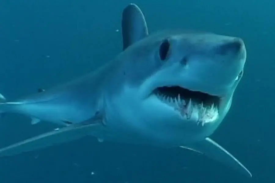 Shortfin mako shark