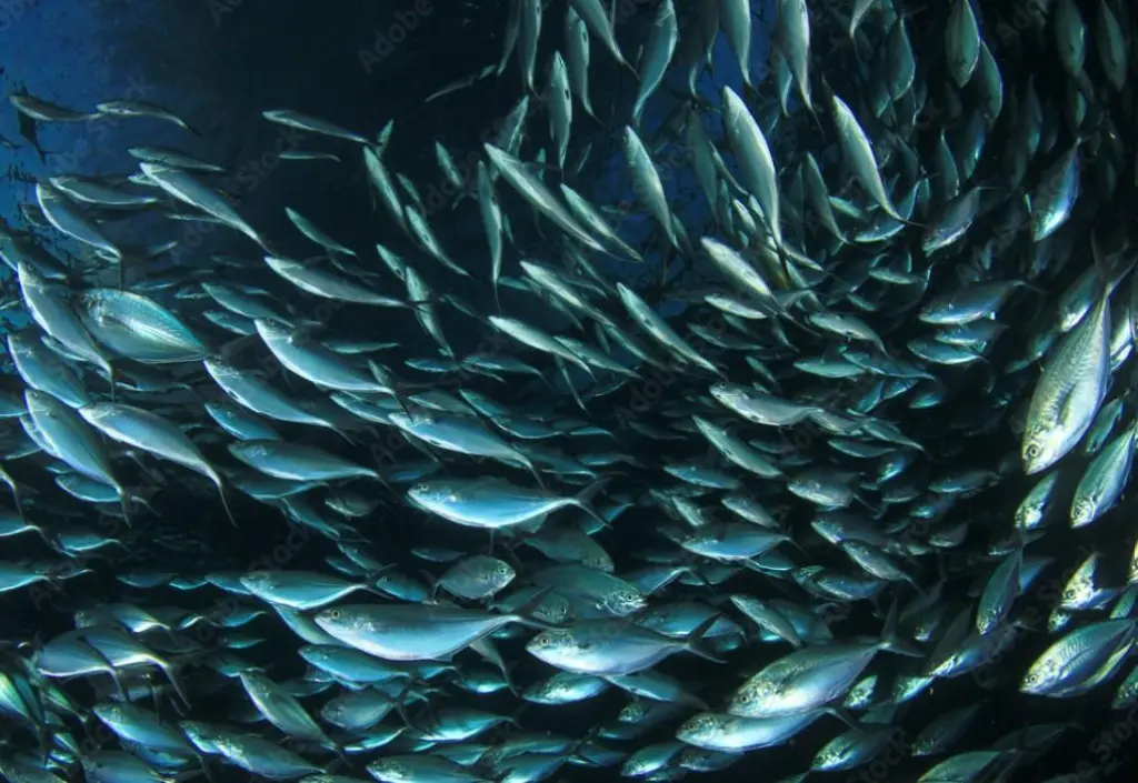 NEA mackerel