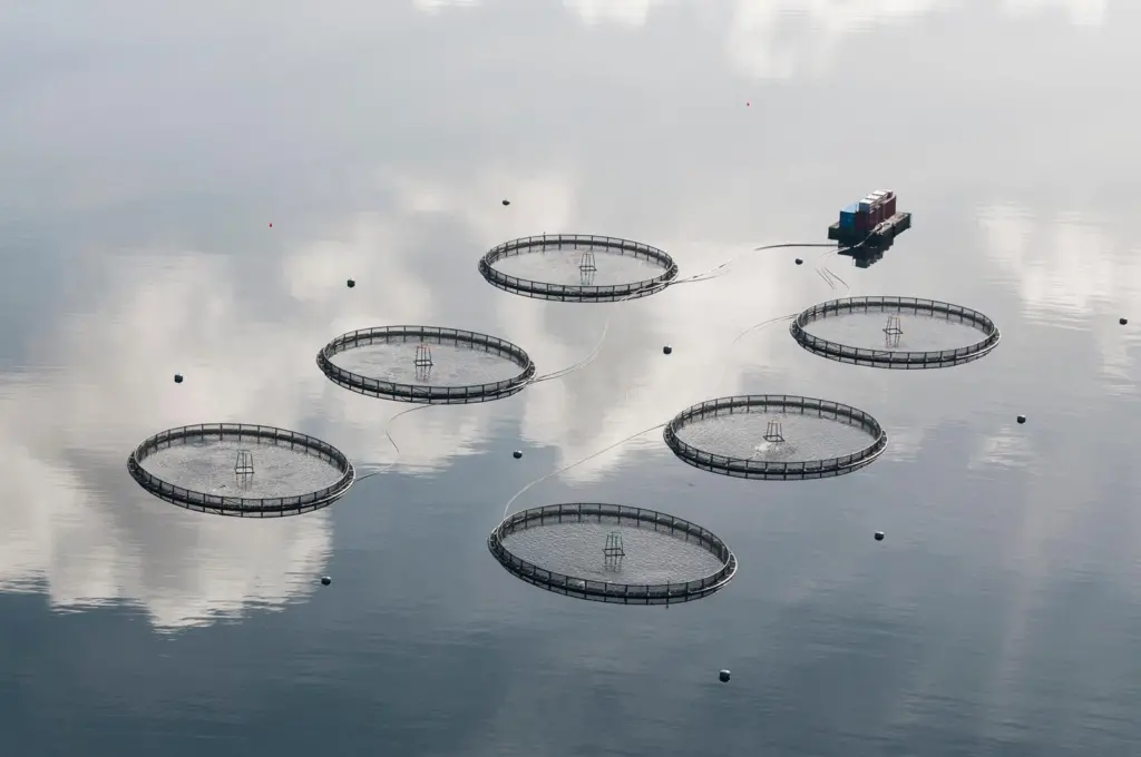 The image shows an overhead shot of a SAIC Net Cage