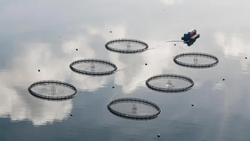 The image shows an overhead shot of a SAIC Net Cage
